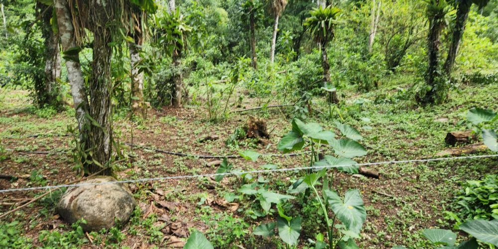 WhatsApp Image 2025-05-06 at 11.00.34 (1)