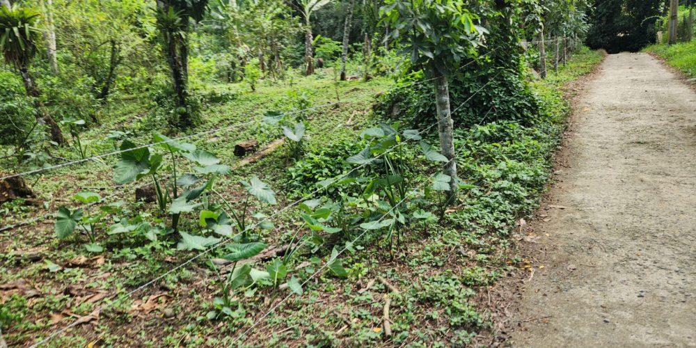 WhatsApp Image 2025-05-06 at 11.00.34