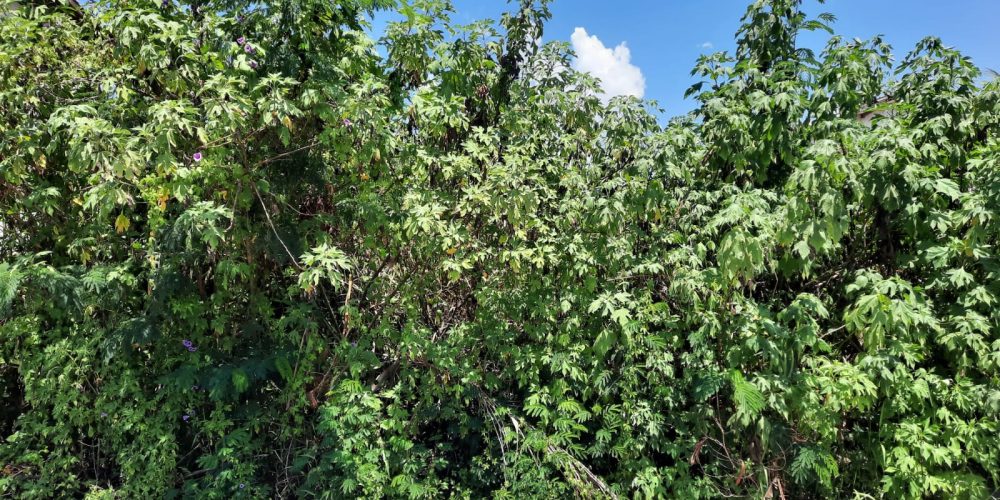 WhatsApp Image 2025-05-13 at 23.13.08