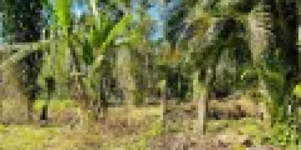 rj-paraty-barra-grande-rua-sao-roque-terreno-a-venda-6435f513-00-013-dc7bcb20