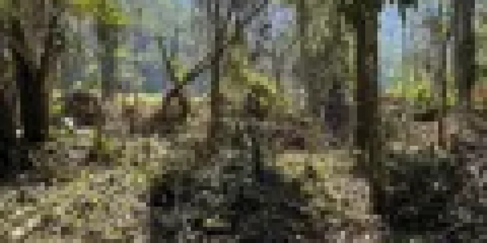 rj-paraty-barra-grande-rua-sao-roque-terreno-a-venda-6435f513-01-013-240b23be